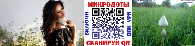дарнет шоп  Старая Русса  Псилоцибиновые грибы GOLDEN TEACHER 